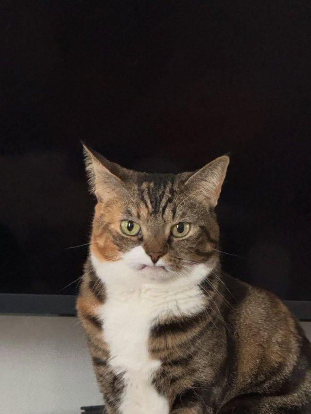 Кот Прелесть в коробке