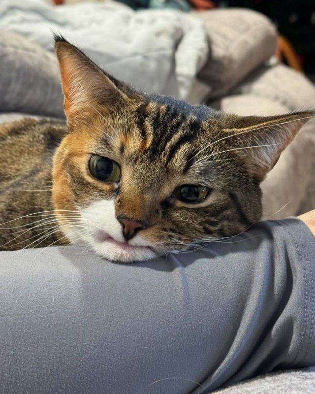 Кот Прелесть уставший