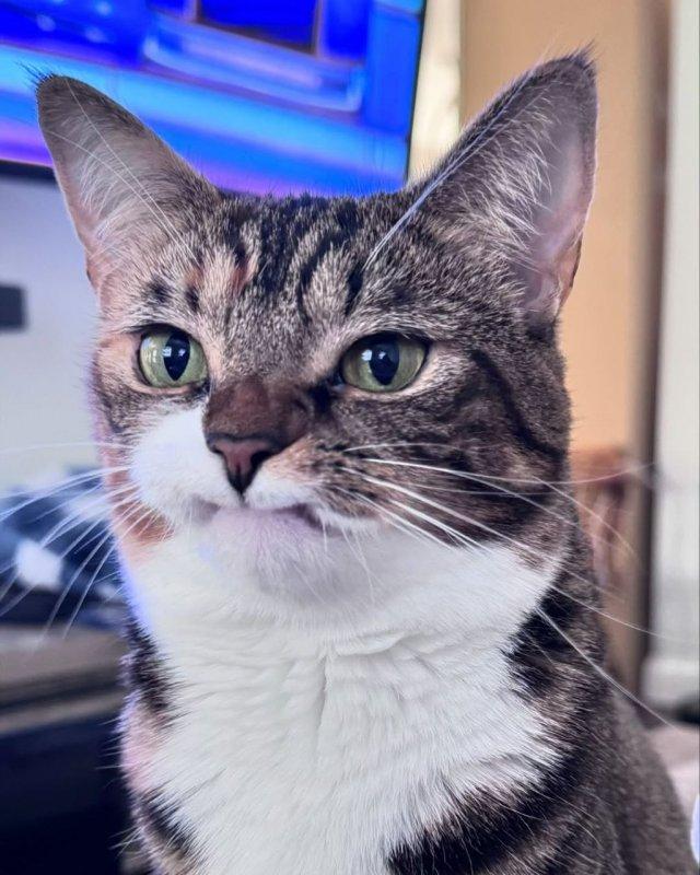 Кот Прелесть крупным планом