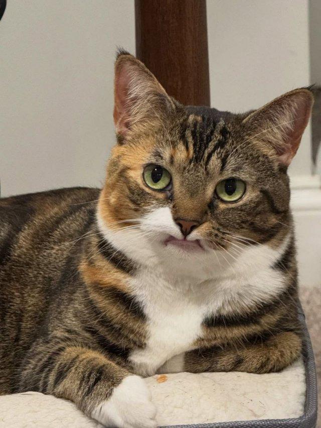 Кот Прелесть: вечно недовольный из-за отсутствия клыков