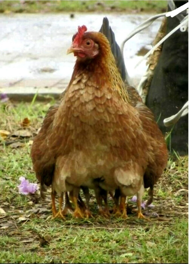 Оказалось, показалось (30 фото)