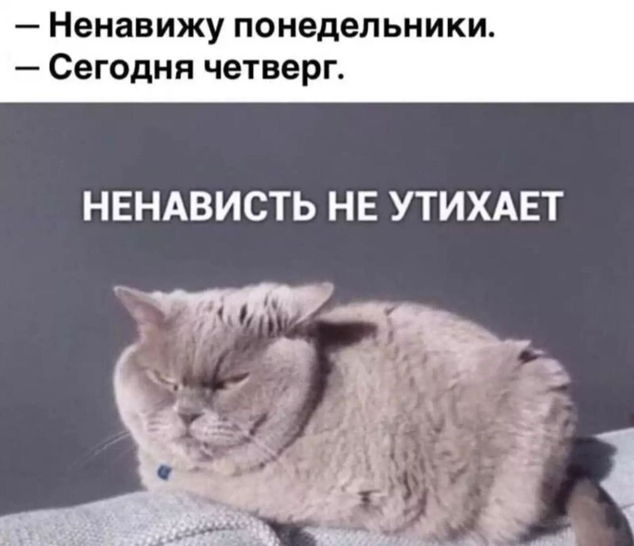 Забавные животные, которые вызовут у вас улыбку (30 фото)