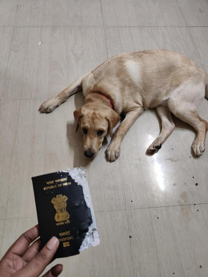 Очаровательные пакостники (30 фото)