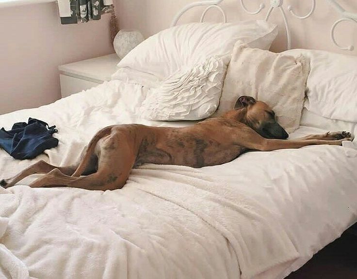 Кайфуши (20 фото)