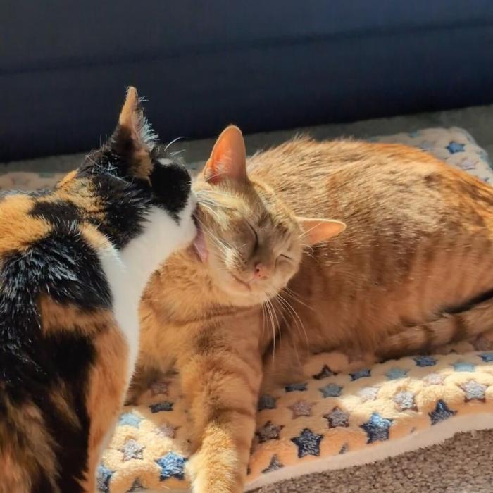 Коты- позеры (30 фото)