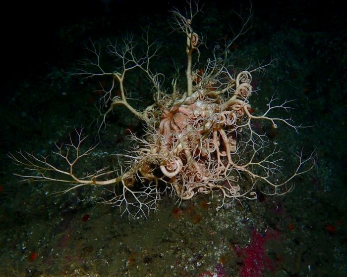 Уникальные фотографии дикой природы (18 фото)