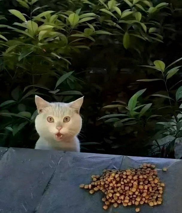 Кот искренне радуется угощению (5 фото)