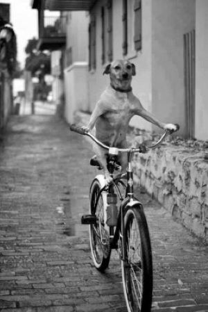 Фотографии со смешными животными для поднятия настроения (30 фото)