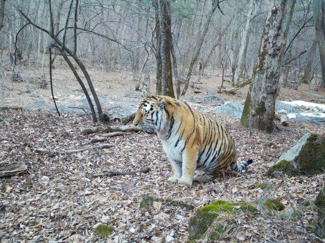 Толстый тигр (2 фото)