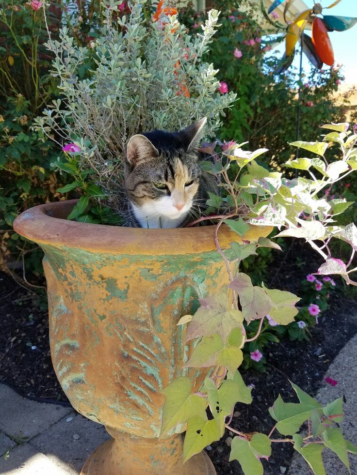 Замурчательные идеи: самые уютные и креативные цветочные горшки