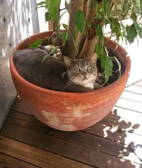 Замурчательные идеи: самые уютные и креативные цветочные горшки