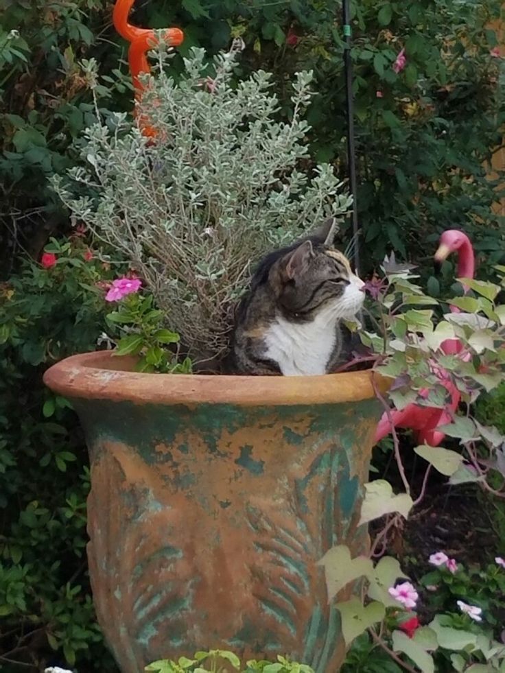 Замурчательные идеи: самые уютные и креативные цветочные горшки