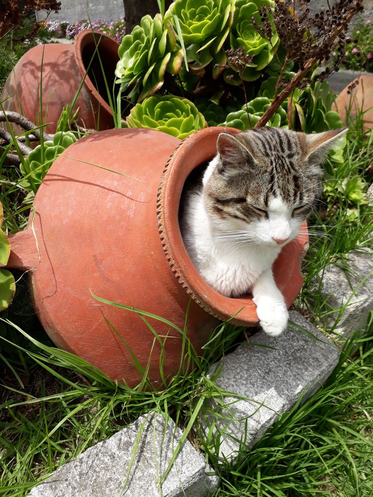 Замурчательные идеи: самые уютные и креативные цветочные горшки