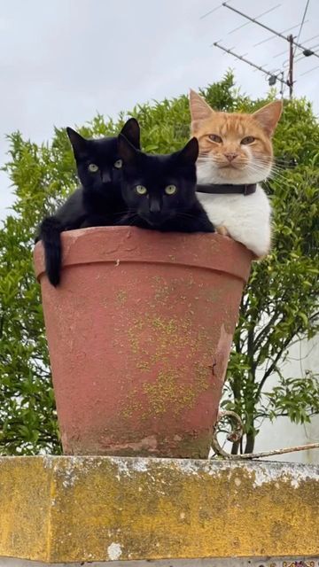 Замурчательные идеи: самые уютные и креативные цветочные горшки