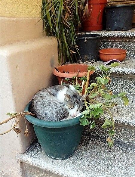 Замурчательные идеи: самые уютные и креативные цветочные горшки