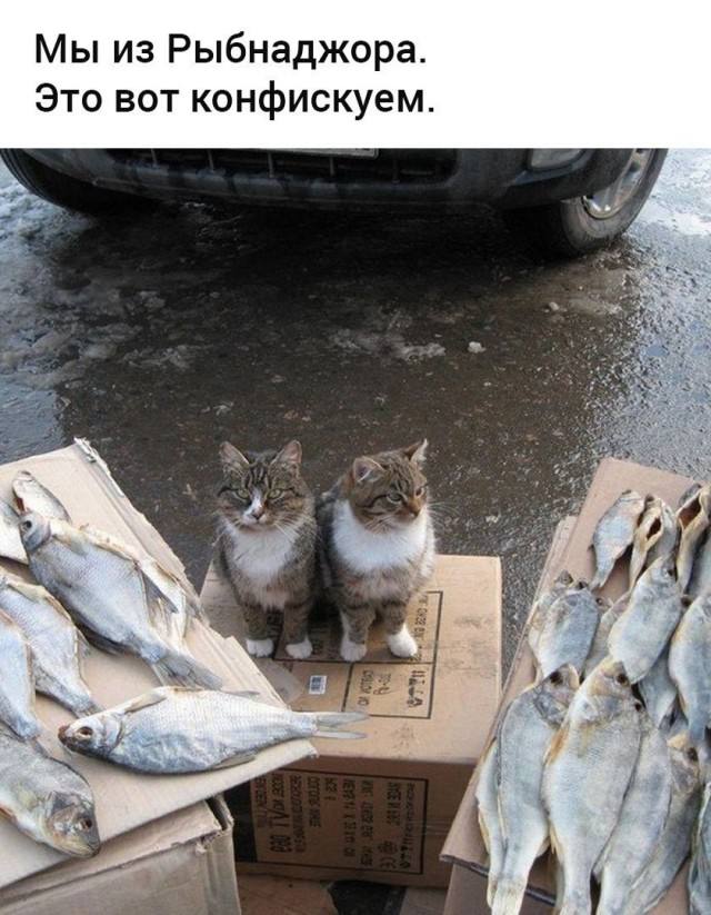 Пятничное настроение (30 фото) Доброе, Пусть, прекрасным, Станет, удача, счастье, разом, охватят, объятые, пятничное, радостью, мечты, сбылись, приятного, очень, Пожелать, иначе