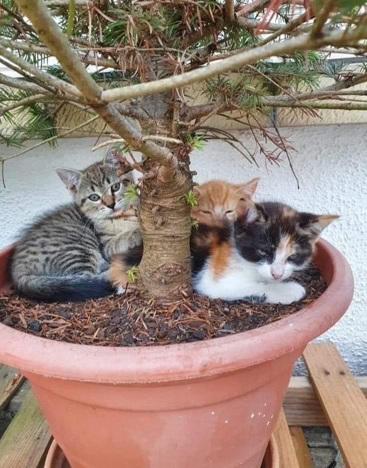 Замурчательные идеи: самые уютные и креативные цветочные горшки