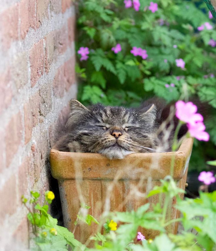 Замурчательные идеи: самые уютные и креативные цветочные горшки