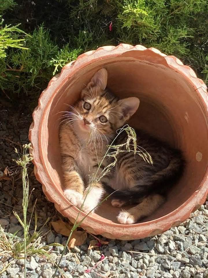 Замурчательные идеи: самые уютные и креативные цветочные горшки