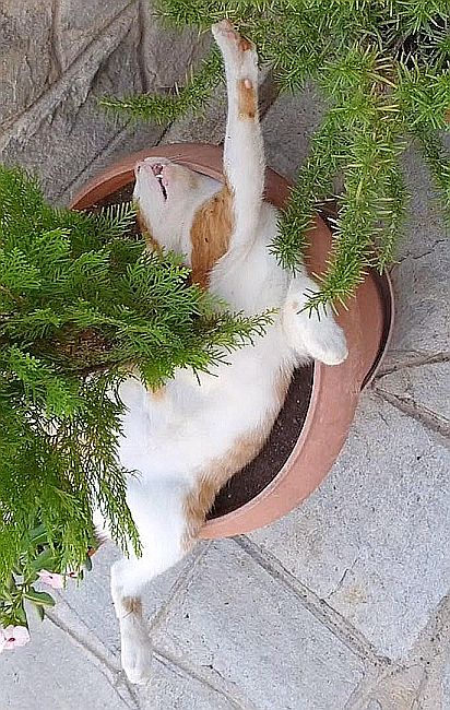 Замурчательные идеи: самые уютные и креативные цветочные горшки