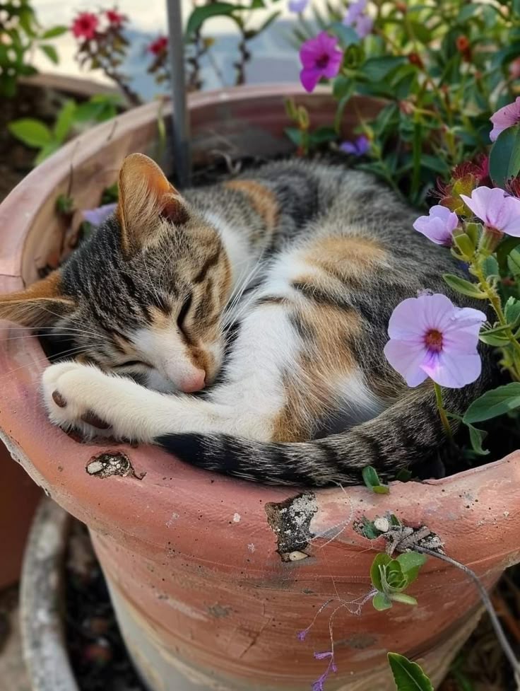 Замурчательные идеи: самые уютные и креативные цветочные горшки