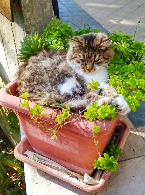 Замурчательные идеи: самые уютные и креативные цветочные горшки