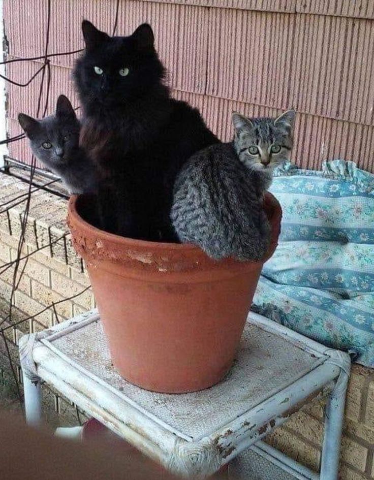 Замурчательные идеи: самые уютные и креативные цветочные горшки