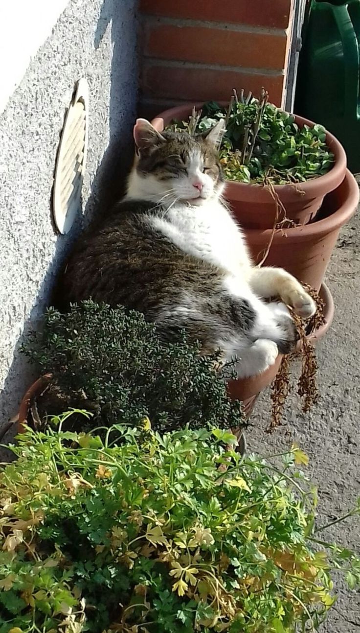 Замурчательные идеи: самые уютные и креативные цветочные горшки