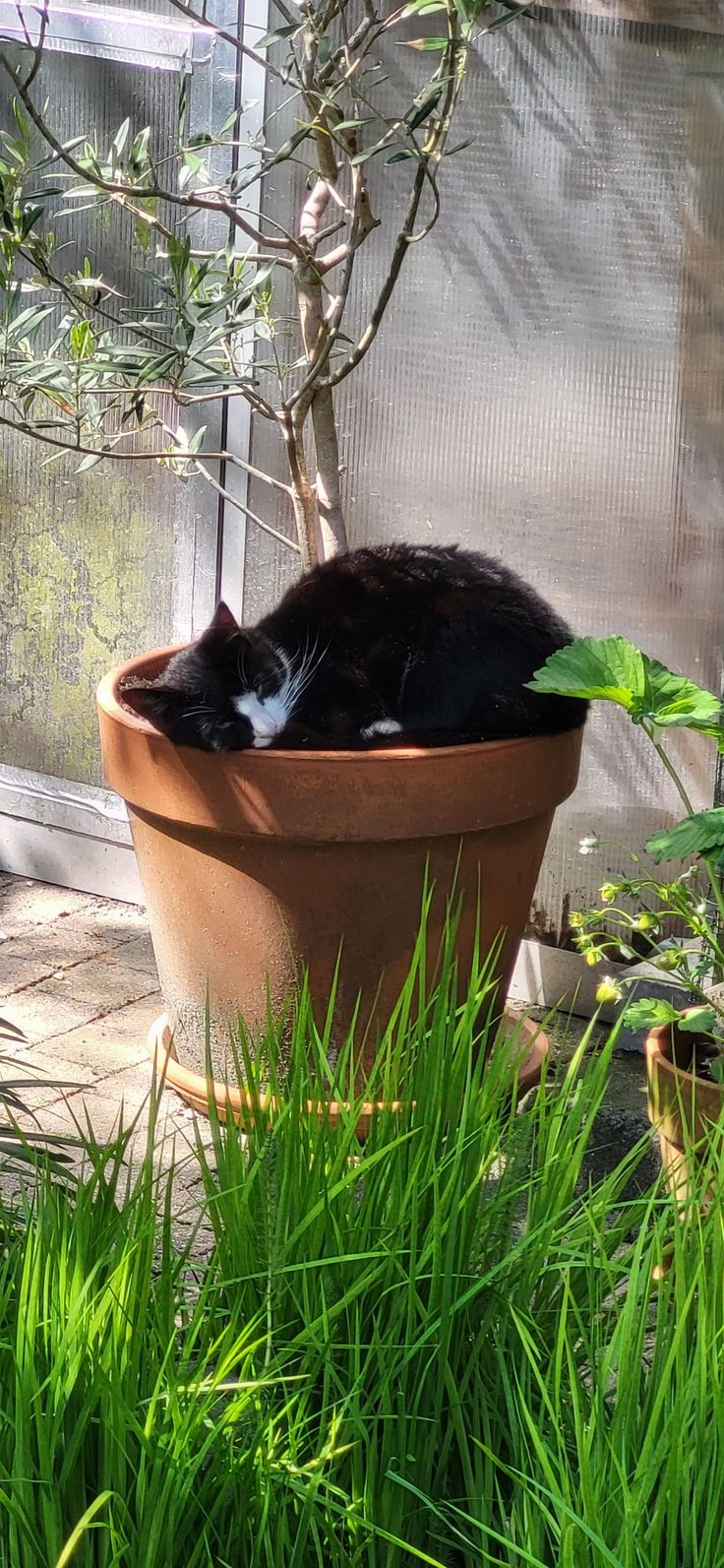 Замурчательные идеи: самые уютные и креативные цветочные горшки