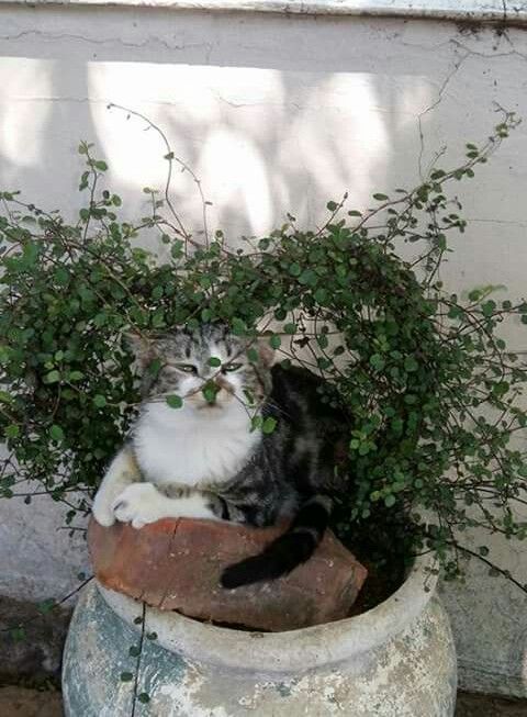 Замурчательные идеи: самые уютные и креативные цветочные горшки