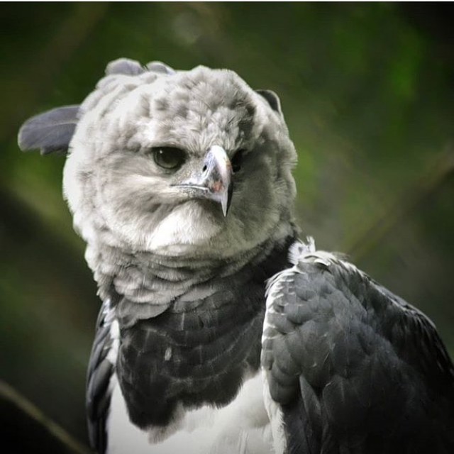 Невероятно огромные южноамериканские гарпии (15 фото)