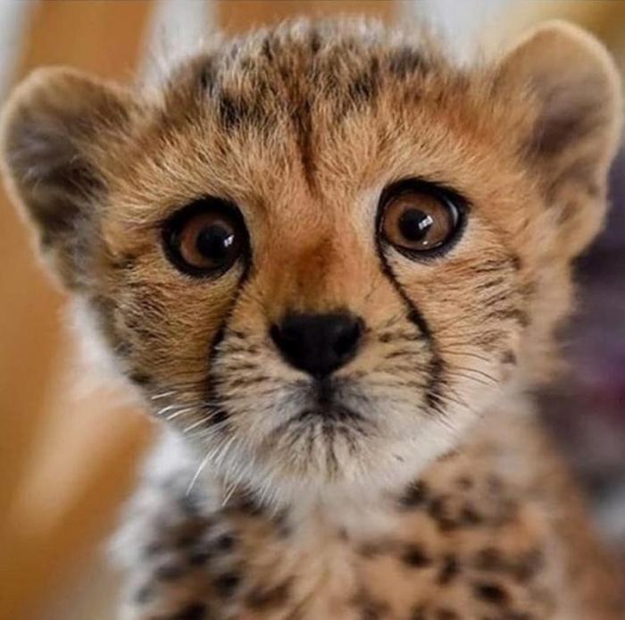 Красивая подборка фотографий животных (30 фото)