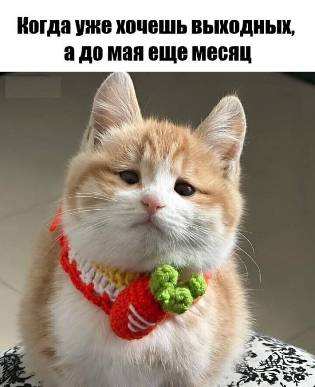 Просто для улыбки (30 фото)