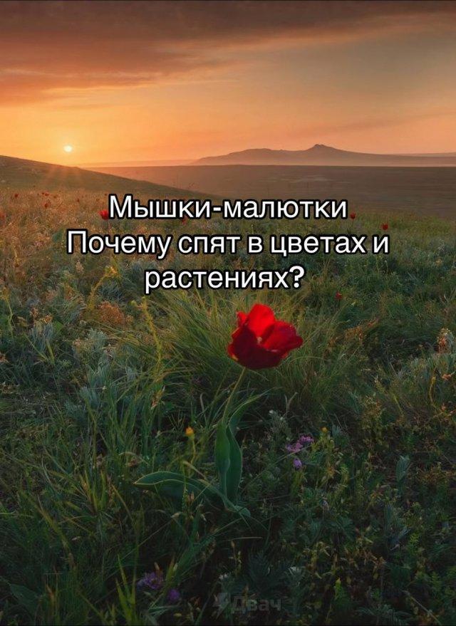 Почему мыши - малютки любят спать в цветах (7 фото)