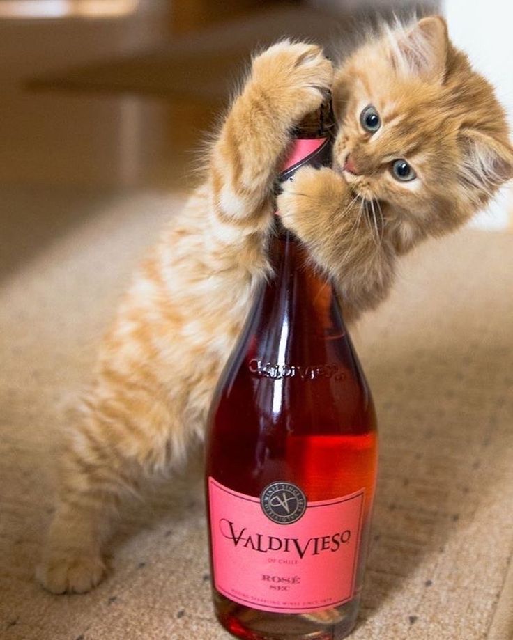 Встречаем пятницу с улыбкой! (30 фото)