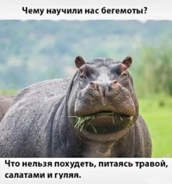 Прикольные животные (30 фото)