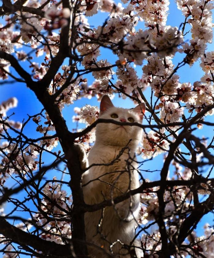 Вдыхая  ароматы весны (35 фото)