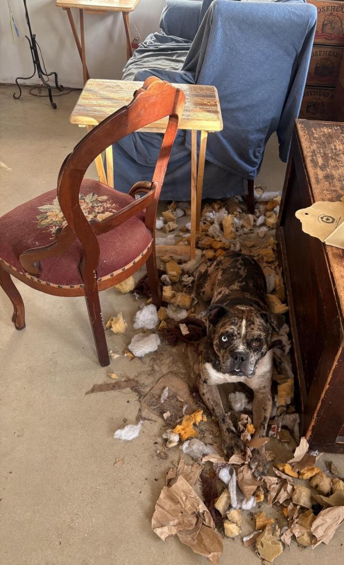 Милые пёсели и их проделки (30 фото)