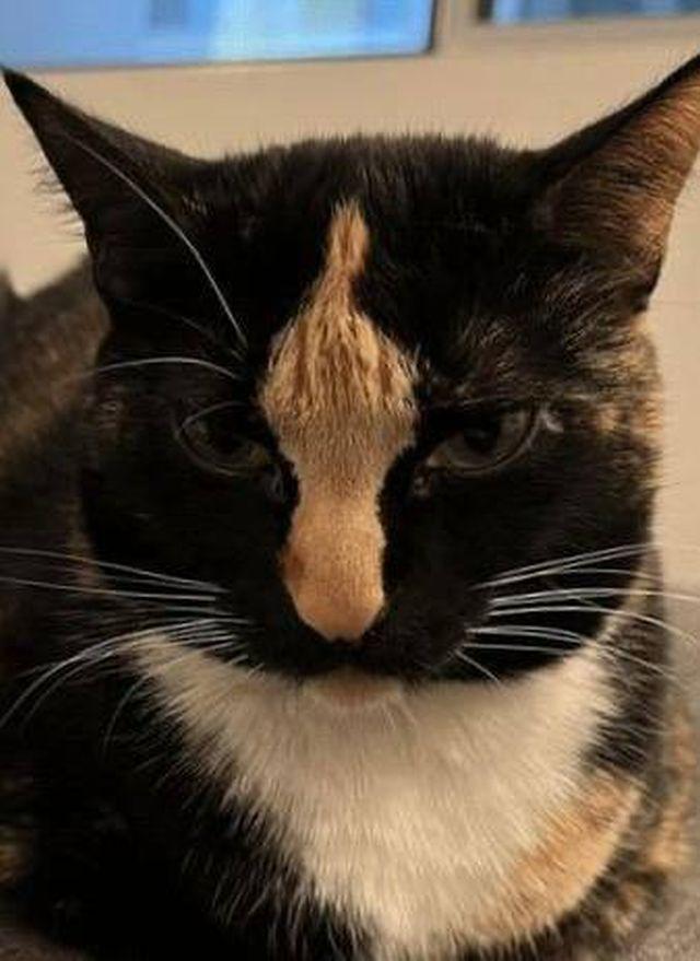Котэ-факоносец