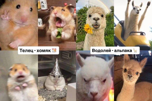 Тотемное животное для тех, кому немного за 30 (6 фото)