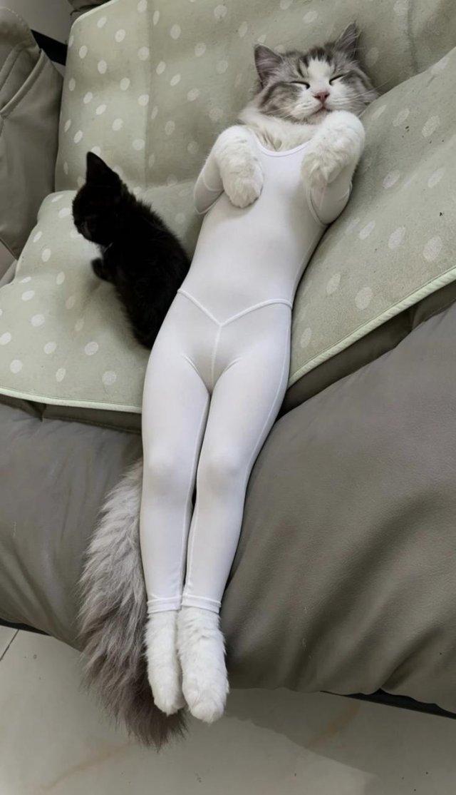 Необычный аксессуар для кошек (4 фото)