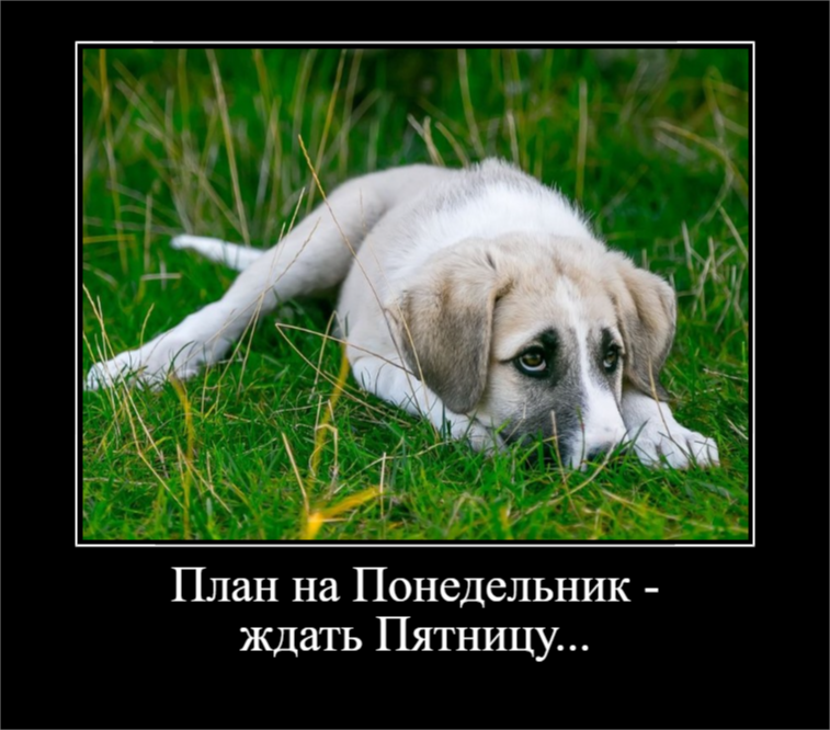 Позитив на понедельник (30 фото)