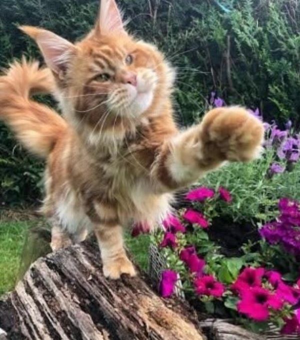 Котеньки (30 фото)