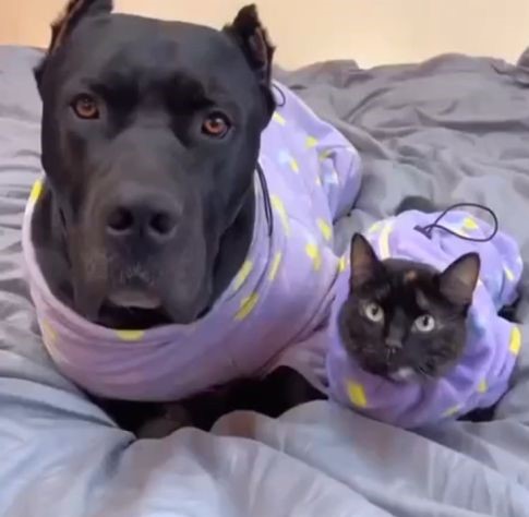 Когда пёс живёт с котом⁠⁠