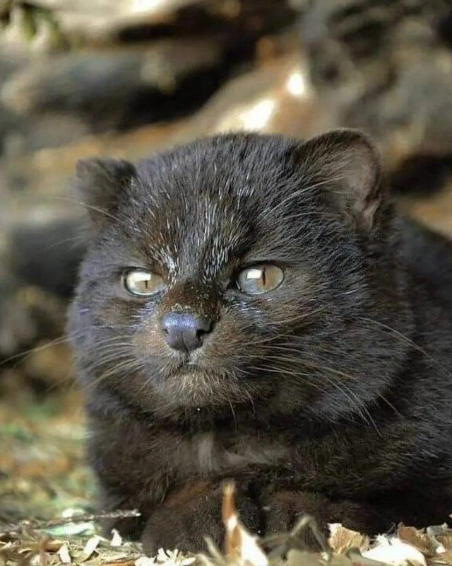 Крошечная дикая кошка (7 фото)