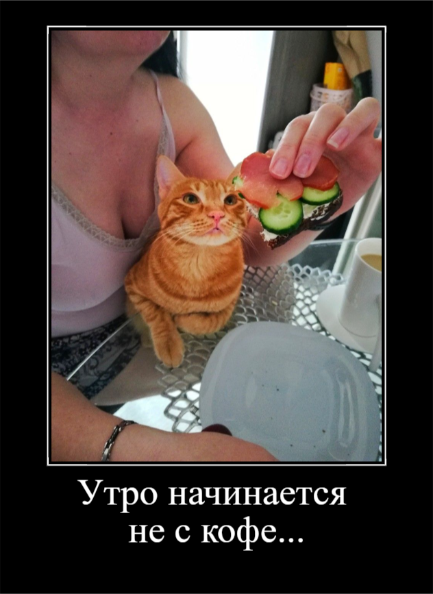 Порция позитива с животными (30 фото)