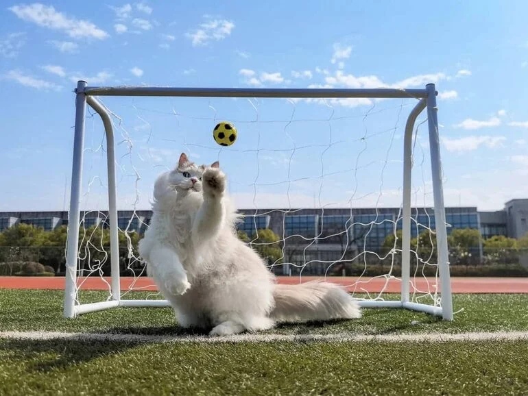 Финалисты International Pet Photography Awards 2026 (10 фото)