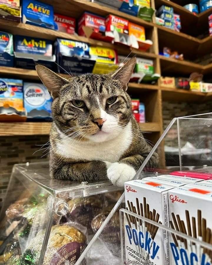 Коты - специалисты по продажам (20 фото)