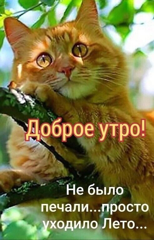 Наши любимые смешные животные (30 фото)