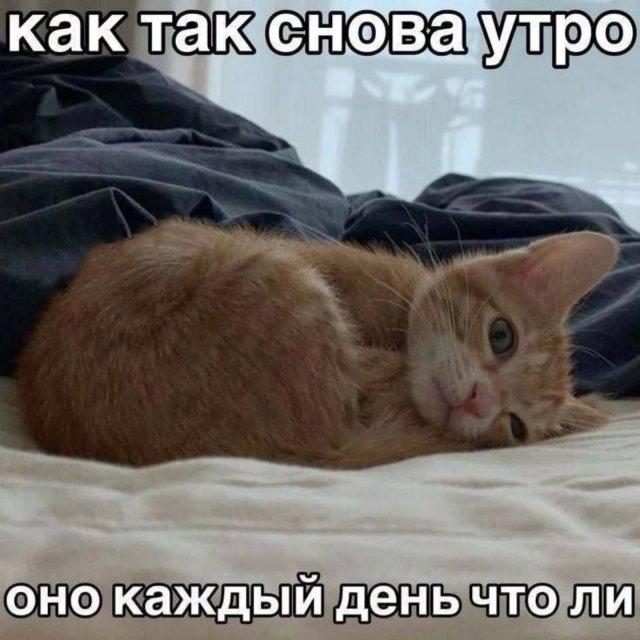 Для отличного настроения (30 фото)
